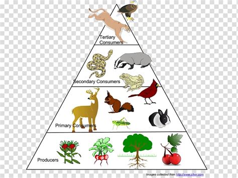 Animal Food Chain Clipart 10 Free Cliparts Download Images On