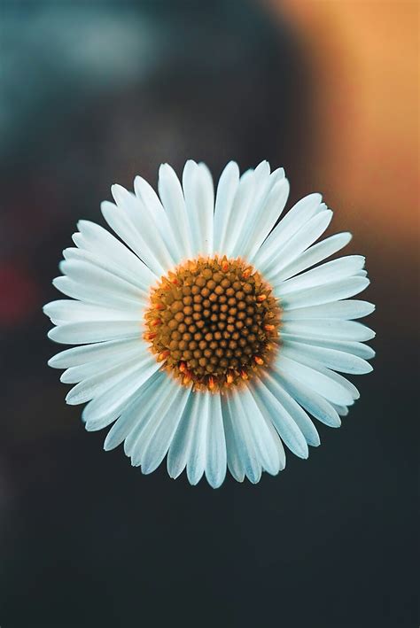 Daisy Flower Pictures Download Free Images On Unsplash