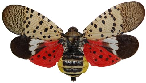Eco Talk: The threat of the spotted lanternfly | Lake Life ...