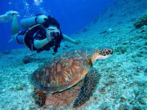 Diving or dive may also refer to: Tips to Face Your Fears While Scuba Diving | Blue Season Bali