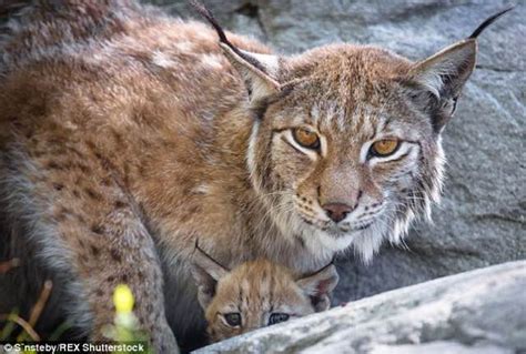 Beautiful Moment Lynx Kitten Puts A Wise Paw On The Shoulder Of Its