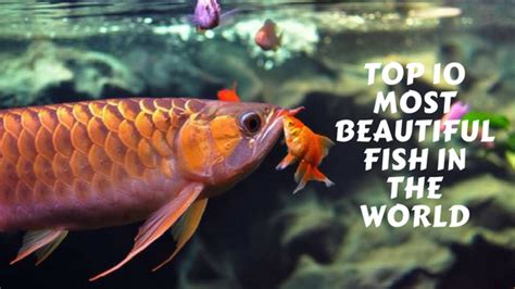 Top 10 Most Beautiful Fishes In The World In 2024