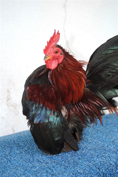 Serama reban kayu, kota palembang. Laman Serama Parit Buntar ( Ayam Serama ): Terjah Reban ...