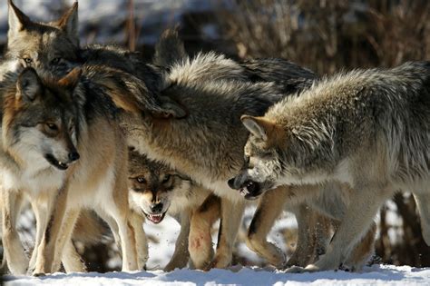 Brookfield Zoos Mexican Gray Wolves Chicago Tribune