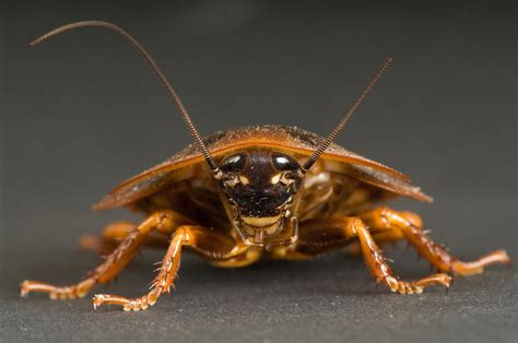 In Defense Of The Cockroach The New Yorker