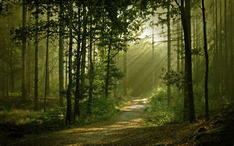 Download Landscapes Forest Path Sunlight Filtered Wallpaper By