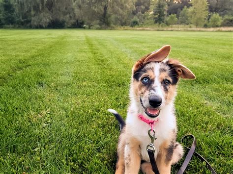 Blue The 10 Week Old Border Collie German Shepherd Mix Learning To