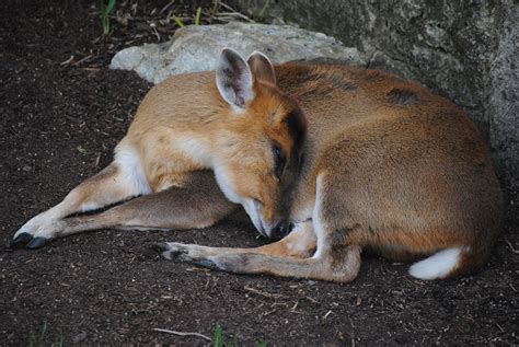 Deer Sleeping Animal Free Photo On Pixabay