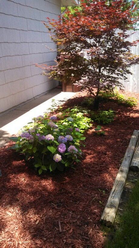 William likes to use evergreens such as azaleas and camellias to show off a maple's. Side yard hydrangeas and japanese maple in 2020 (With ...