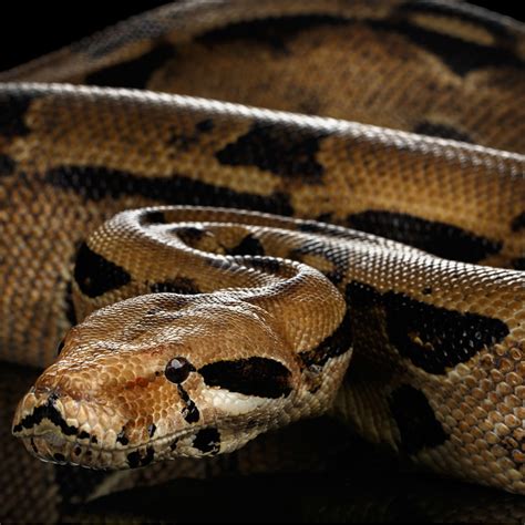 In addition, boa may also refer to two other groups of snakes: Boa Constrictor | Rainforest Animals