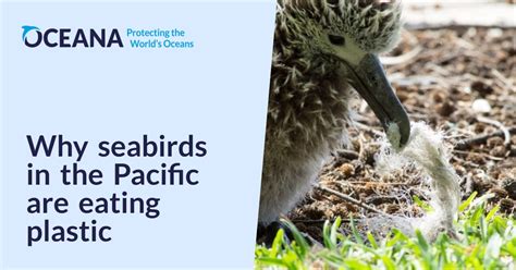 Why Seabirds In The Pacific Are Eating Plastic Oceana