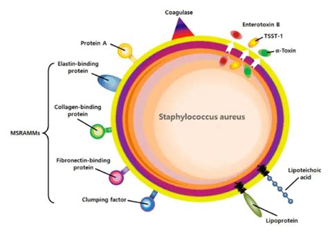 Staphylococcus Aureus Virulence Factors Microbe Online