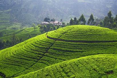 Tea Plantation Sri Lanka Background Wallpapers Sun