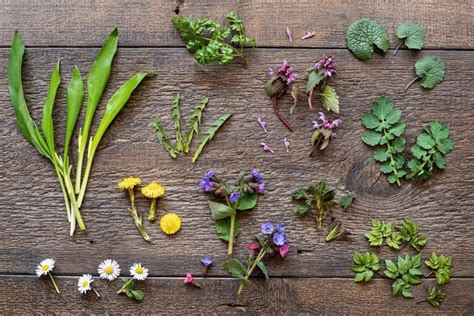 25 Edible Wild Plants To Forage For In Early Spring Edible Wild