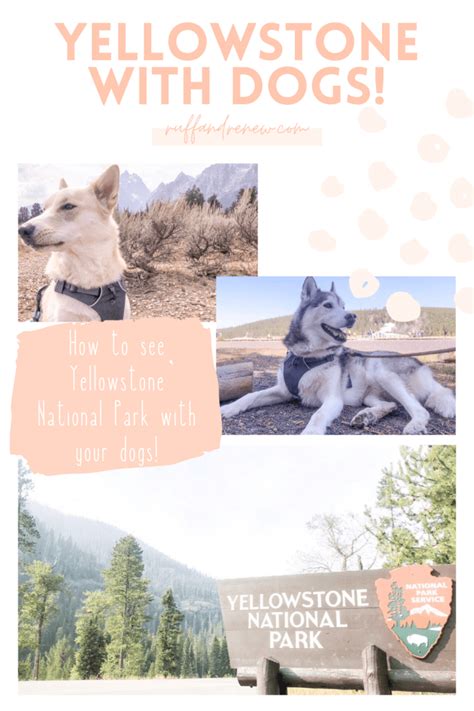 Visiting Yellowstone National Park With Dogs Ruff And Renew