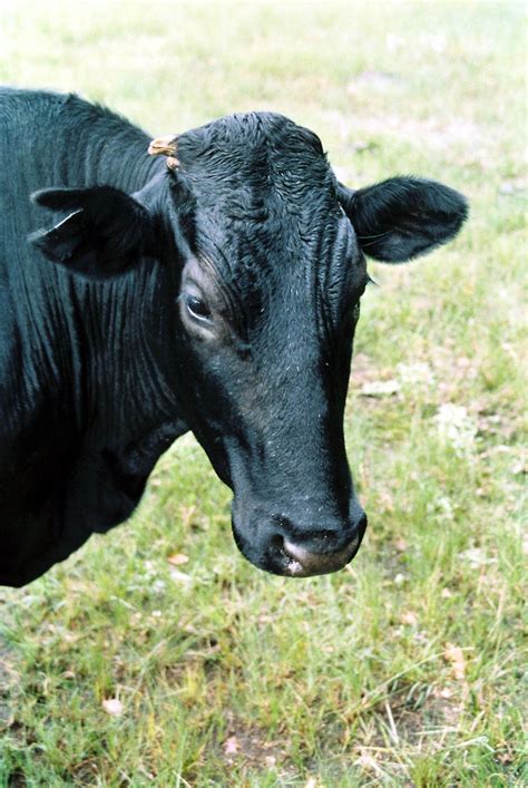 Black Cow Free Photo Download Freeimages