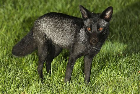 Has Britains Rarest Animal Mated Flurry Of Black Fox Sightings