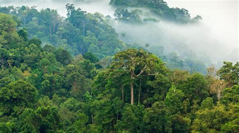 Biodiversity In The Amazon Rainforest