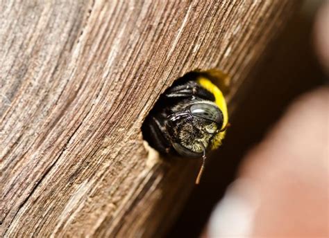 18 Ways To Get Rid Of Carpenter Bees Wood Bees Without Killing Them