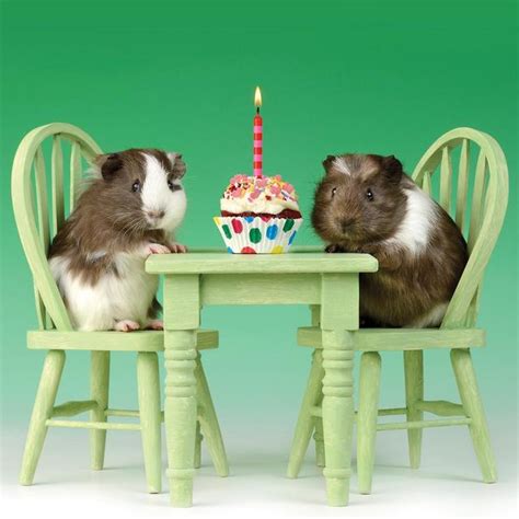 Guinea Pigs Birthday Card Ocado