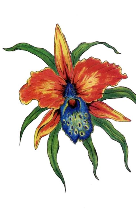 Flower drawings and botanical drawings in pen and ink or graphite pencil by artist katherine tyrrell. Tropical Flower Drawing - ClipArt Best