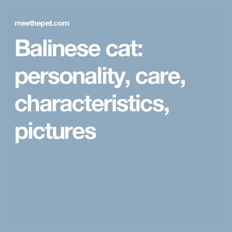 Balinese Cat Personality Care Characteristics Pictures Balinese