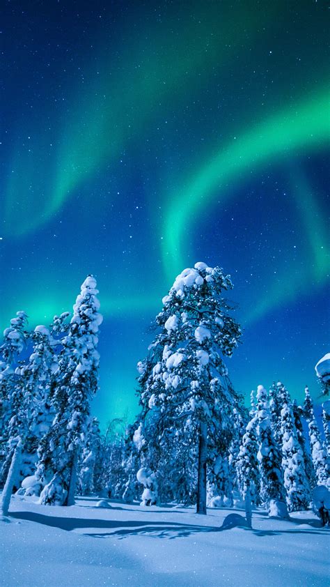 Wallpaper Lapland Finland Winter Snow Tree Night Northern Lights