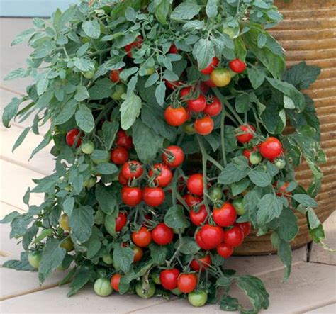 Tomato Tumbler Cherry St Clare Heirloom Seeds Heirloom And Open