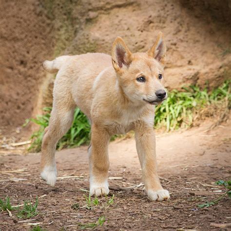 Dingo Pup Stock Photos Pictures And Royalty Free Images Istock