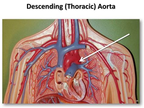 Descending Thoracic Aorta The Anatomy Of The Arteries Visual Guide