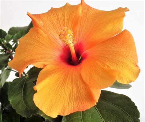 Hibiscus Free Photo Download Freeimages
