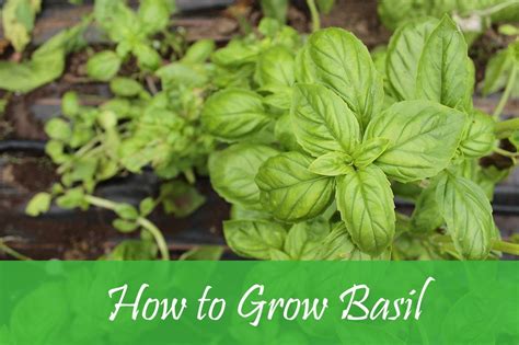 How To Grow Basil Planting Growing And Harvesting