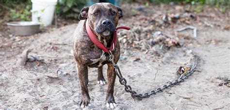 How Many Dogs Die From Dog Fighting