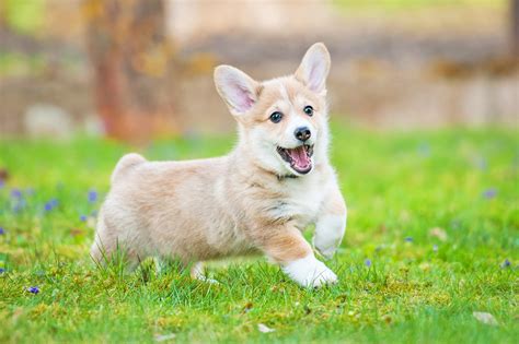 Really, life is too short to not look at these corgis. 5 Fun Facts About Pembroke Welsh Corgi Puppies