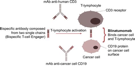 Mechanism Of Blinatumomab Therapeutic Action Recruitment Of T Cells To