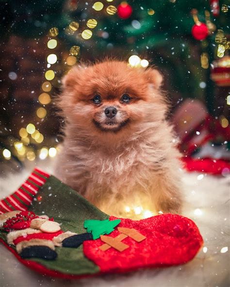 8 Of The Cutest Dog Christmas Photo Ideas To Try
