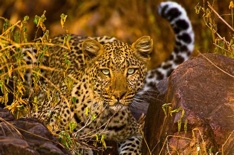 Leopard Serengeti National Park Tanzania Blaine Harrington Iii