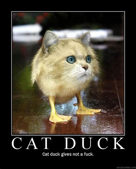Have You Ever Seen A Cat Duck