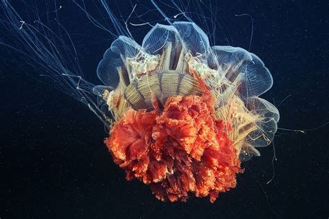 Cyanea Capillata Jellyfish Photography Colorful Jellyfish Jellyfish