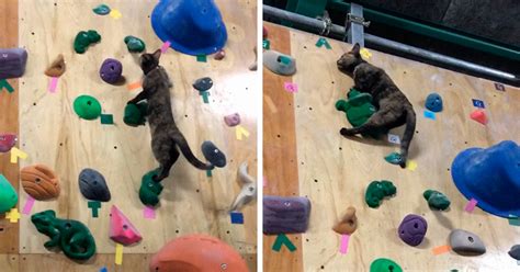 Cat Who ‘works At A Rock Climbing Gymnasium Is A Professional At