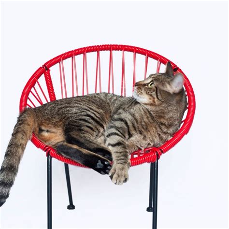 A Chair For Kids Suitable For Cats
