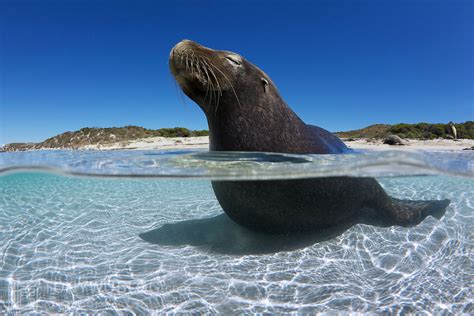 australian sea lion sitting in shallow water with eyes closed carnac island tony wu