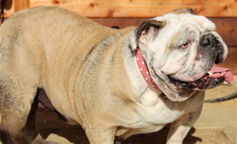 Piper continues to lift even the heaviest of hearts and help other rescue dogs through her artwork and portraits. Available Bulldogs Archives | Lone Star Bulldog Club Rescue