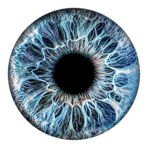 Yellow Iris Eye Offers Online Save 65 Jlcatjgobmx