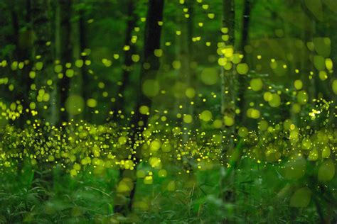 Guide to capturing firefly images - Tdub Photo