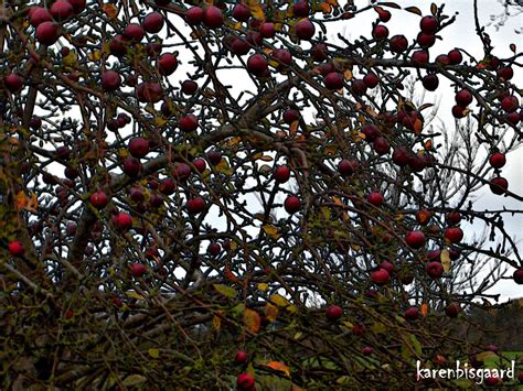 Karen`s Nature Photography Wild Apple Tree Loaded With Apples