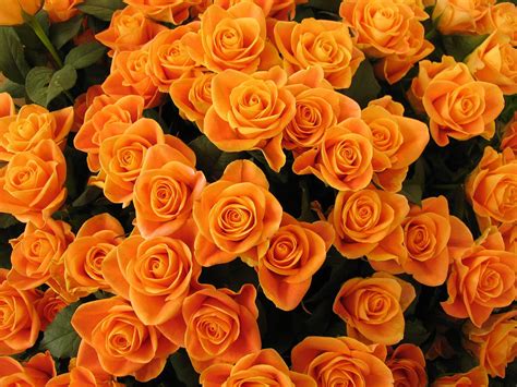 Orange Flowers Wallpaper 1600x1200 51746