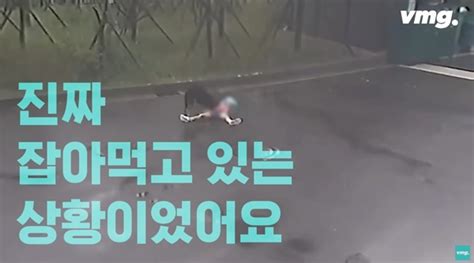 목줄 없는 개에 공격당하고 있는 아이 외면한 어른하지만 택배기사가 막았다 목줄없는개 개물림 NTD Korea