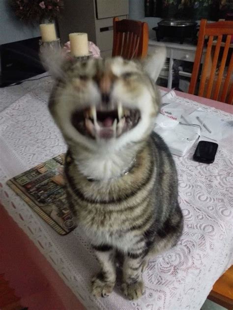 21 Photos Of Cats Sneezing That Will Make You Laugh Şirin Kedi