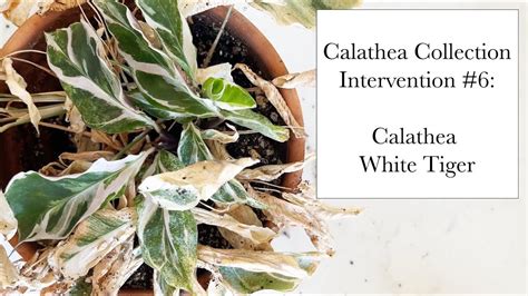 Calathea Collection Calathea White Tiger Spider Mites Humidity